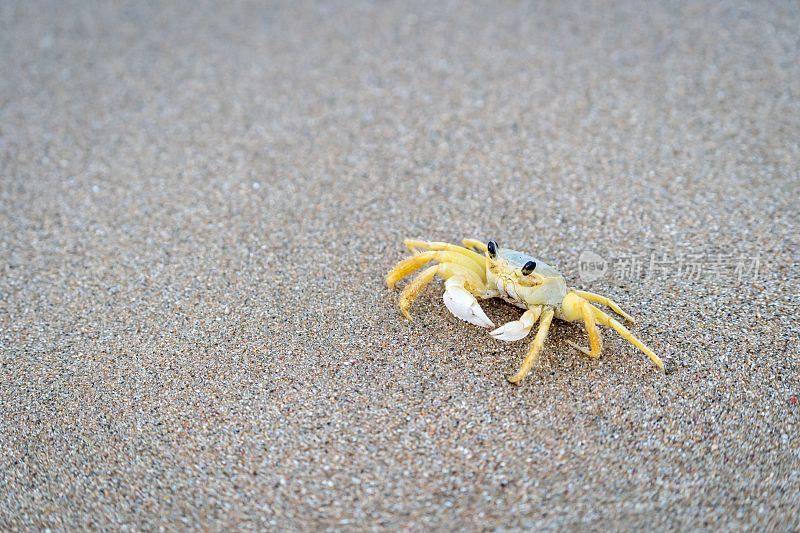 小大西洋鬼蟹(Ocypode quadrata)被孤立在海滩的灰色沙滩上